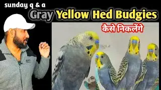 How To Produce Gray Yellow Hed Budgies Parrot / q & a video - 81