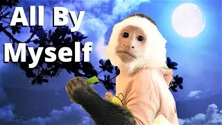 Monkey Lillian Spends The Night Outside  😯  |  Capuchin Monkey