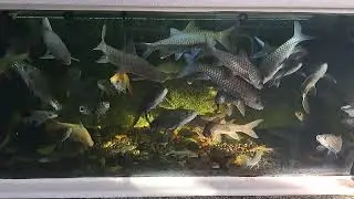 UPDATE MY MAHSEER TANK/6 FEED FIBER TANK/RED MAHSEER/BLUE MAHSEER