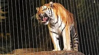 Siberian Tiger Roars at Lincoln Park Zoo