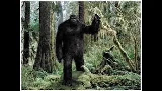 Best Bigfoot Video   South Jersey Sasquatch, filmed