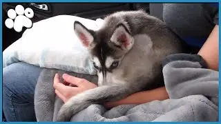 BRINGING HOME PUPPY NORA!