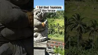 Trip to bali Ubud: Tegalalang Rice Terrace #Bali #indonesia #ubud #travel #tegalalang #riceterrace