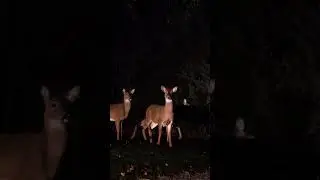 Curious Deer