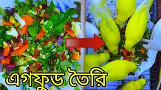 ঘরোয়া পদ্ধতিতে পাখির জন্য এগফুড তৈরির উপায়। বাজরিগার, লাভবার্ড,কোকাটেল,ফিঞ্চ পাখি পালন।