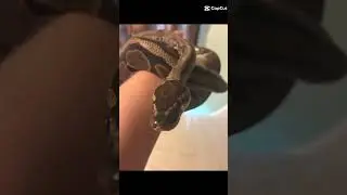 Snake#snake #snakelove
