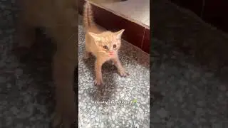 tough cutie kitten 😍😍