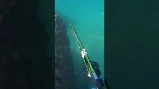 speargun seac 95 #spear #speargun #pesca #spearfishing #freedivinglife #freedivephoto #shortvideo