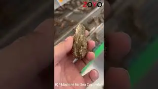 IQF Individual Quick Freezer Tunnel Machine for Sea Cucumbers Frozening Storage