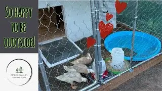 Moving the runner ducks out of the garage!