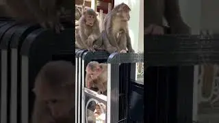 Happy Three Monkeys AWW  MONKEY OF FUN EVERYDAY