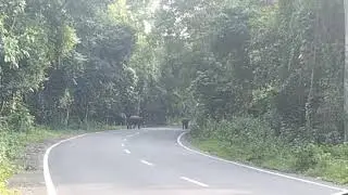 Gangs of Washipur, Someday Monkey some other day Hati (Elephant🐘🐘🐘) at Grampani wildlife sanctuary.