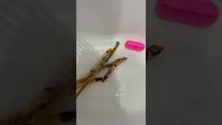 Небольшое видео о уборке клетки попугаев) #bird #parrot #animal