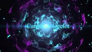 Canadian Ocelot Explode Intro