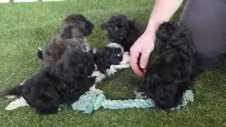 Henry Hershberger's Havapoo Puppies G