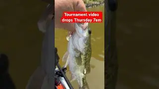 Bass Tournament release! #basstournament #bassfishing #fishingtechniques #fishingtournament