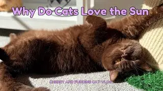 Why do Cats Love the Sun