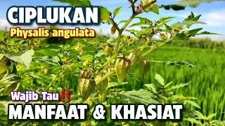 MANFAAT CIPLUKAN UNTUK KESEHATAN ‼️ Physalis angulata #ciplukan #physalisangulata #physalis