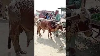 #luddanmandi#cattlemarket # #naazfarming #cattlemarket