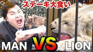 【大食い】ライオンvs人間（フィッシャーズ）で戦ったら肉を多く食べられるのはどっち！？