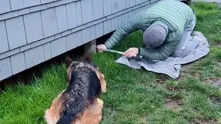Animals Doing Silly Things and Imitating Humans 😂 Funny Animal Videos 2025
