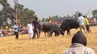 আহরা আসরে আজ ১নং কাড়া লড়াই, লম্বধর কোনাপাড়া aahara আসরে আজ কাড়া লড়াই