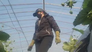 Strawberry Farm 1st Day