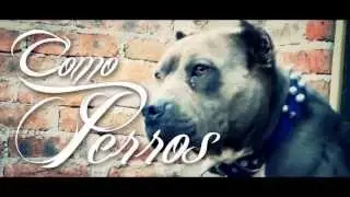 Como Perros   Al Jonna ft El KC