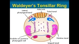The waldeyer's ring, a collection of lymphatic tissues; Location and components that form it