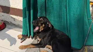 BLACK DOG PLAY WITH KIDS | NS TOYS 