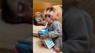 He just needs to drink milk 😅 When life gets tough #comedyshorts #funny #relatable