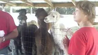 VID00892.AVI