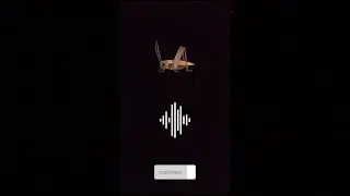 Sonido de Grillo , Bicho 🦗. #sound #memes #greenscreen #grillos  #asmr#insects#art #audio