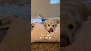 Day 47 ✅ Trying to sleep but my brain has plans #funnydogvideos #caffeine #shorts #funnypets #adhd