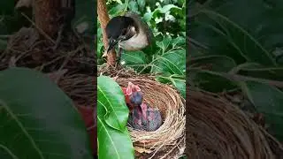 Birds raise young in the nest #part57