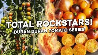 These Tomatoes are TOTAL ROCKSTARS! 🍅 (Duran Duran Series)