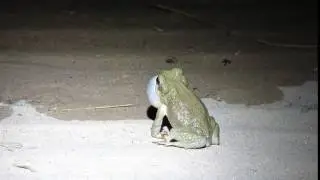 Red-spotted Toad in Big Bend National Park