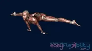 How to Straddle Planche Muscle Animation EasyFlexibility Gymnastics Yoga Dance