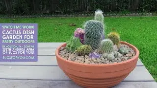 Cactus dish garden for rainy outdoors