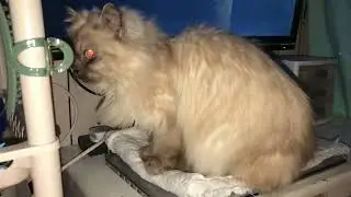 Mama Cats Get Angry