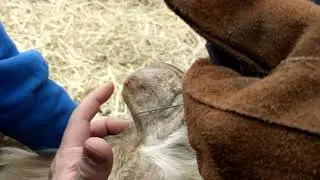 How to trim goat horns (that's fing nasty)