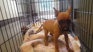 Public Safety and animal safety. Macon bibb animal welfare