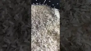 15 AUGUST 2024 | IR 64 PARBOILED RICE | WEARE OCEAN EXPORT | WAO GROUPS