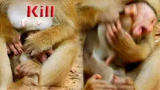 Young mom Rose Attack baby Rex so hurt, Jinx crying loudly!