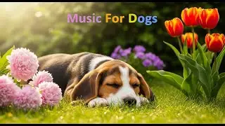 12 HOURS of Classical Music for Smart Dogs 🧐 Mozart & Beethoven 🎵 Brain Stimulation & Relaxation 🐶