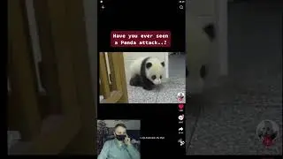 Панда атакует. Смешные короткие видео.