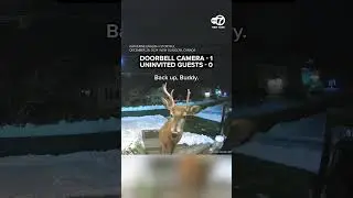 Homeowner uses doorbell camera to shoo away deer eating holiday arrangement