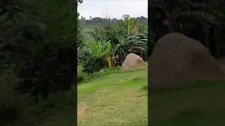 Tamil old song whatsapp status by Gypsy Kamal with CSK Shiny and Gypsy family Place : Javvadhu hills