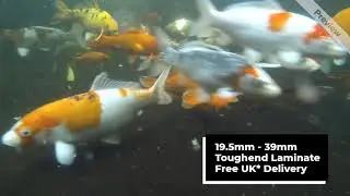 Koi Fish Pond Glass Window