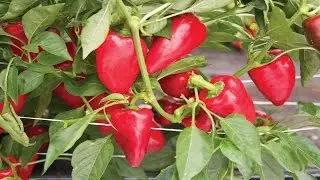 ⟹ Lipstick Pepper, Capsicum annuum PLANT REVIEW #pepper